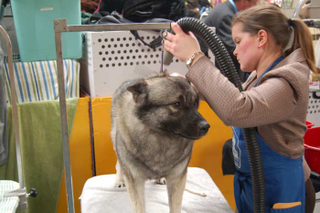 Illustration for article titled The Westminster Dog Show: Bitches, Man, Bitches